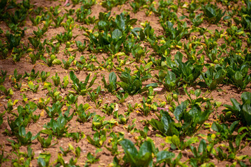 Espinacas en chacra. Espinacas en desarrollo.