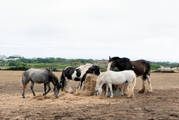 Equines eating hay