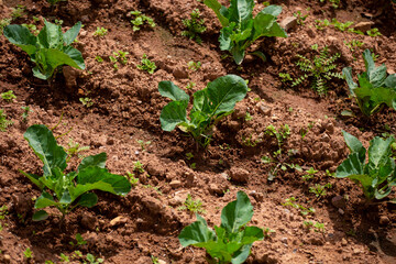 Espinacas en chacra. Espinacas en desarrollo.