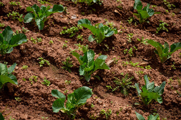 Espinacas en chacra. Espinacas en desarrollo.