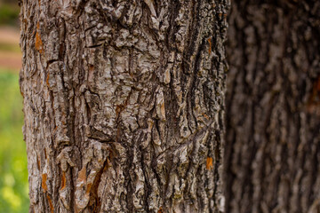 Fototapeta premium Texturas en detalle de la corteza de un árbol viejo. Concepto de naturaleza.