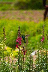 Colibri alimentándose de una de sus comidas, las flores. © artrolopzimages