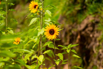 Muchos girasoles en campo con fondo de montañas. Concepto de Flores.