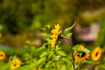 Girasoles con cielo azul. Hermosos girasoles.