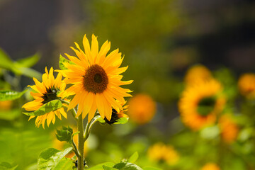 Girasoles con cielo azul. Hermosos girasoles.