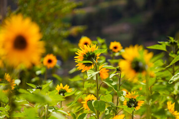 Girasoles con cielo azul. Hermosos girasoles.