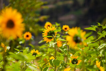 Girasoles con cielo azul. Hermosos girasoles.