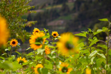 Girasoles con cielo azul. Hermosos girasoles.