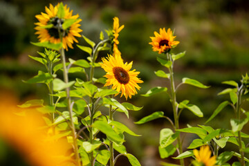Muchos girasoles en campo con fondo de montañas. Concepto de Flores.