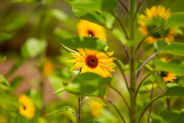 Girasoles con cielo azul. Hermosos girasoles.