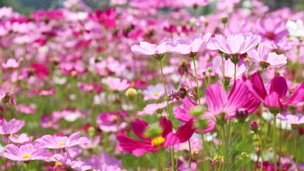 Obraz na płótnie Canvas Pastel pink cosmos blooming outdoors. Close-up Mexican Aster blooms beautifully in summer. Selective focus