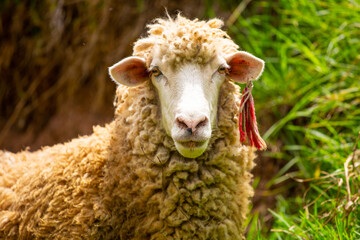 Retrato de una oveja mirando hacia la cámara. Concepto de animales.