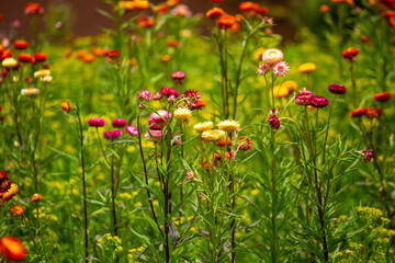 Hermosos Dientes de Leon de colores en campo. Concepto de flores y naturaleza.