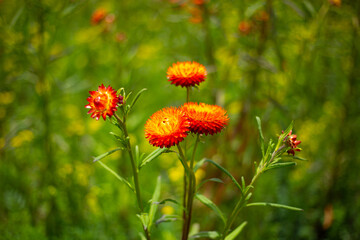 Hermosos Dientes de Leon de colores en campo. Concepto de flores y naturaleza.