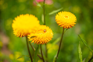 Hermosos Dientes de Leon de colores en campo. Concepto de flores y naturaleza.