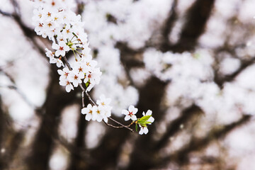 벚꽃이 활짝 핀 아름다운 벚나무 가로수에 봄 바람에 휘날리는 아름다운 꽃잎
 - obrazy, fototapety, plakaty