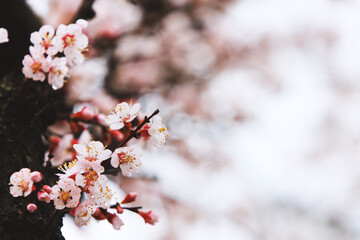싱그러운 봄 활짝 핀 벗꽃과 아름다운 매화꽃 위로 내리는 봄비 그리고...
