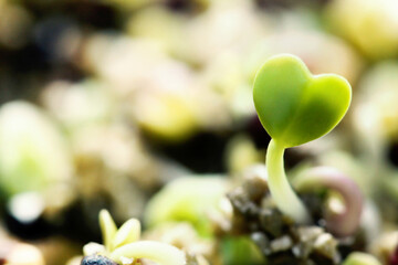 싱그러운 봄 초록색 씨앗이 흙속에서 새싹으로 성장하는 사랑스러운...