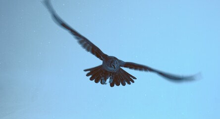 black raven flies at the camera