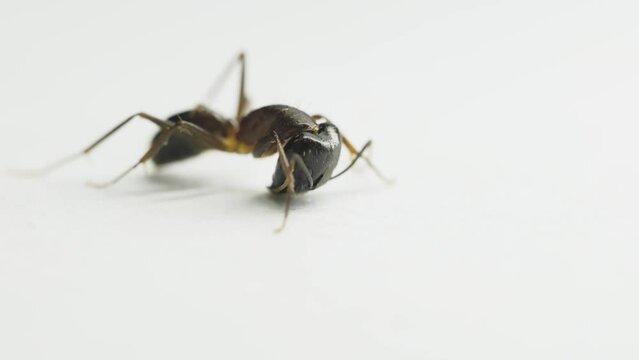 Dying and struggling big black ant lie on back from pest killer.