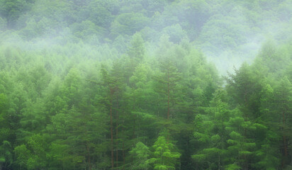 長野　奥蓼科　森林の朝霧