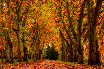 An avenue of oak and maple trees lining the road with fallen leaves on the ground. - obrazy, fototapety, plakaty