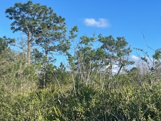 grass and sky