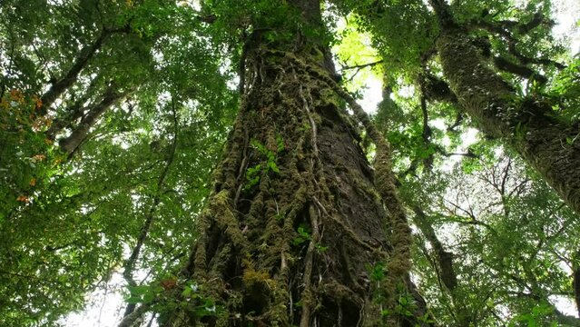 Fern, moss on tree plant in tropical rain forest in Kew Mae Pan nature trail in Doi Inthanon Nature Park, Chiang Mai, Thailand. view from bottom up
