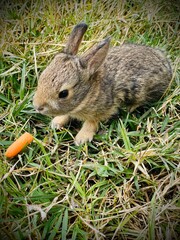 Baby bunny rabbit in the grass