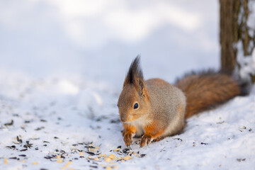 Naklejka na ściany i meble Close-up portrait of squirrel. Squirrel sits in snow and eats nuts in winter snowy park. Winter color of animal. High quality photo