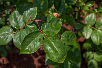 Close up of green leaf with drops.