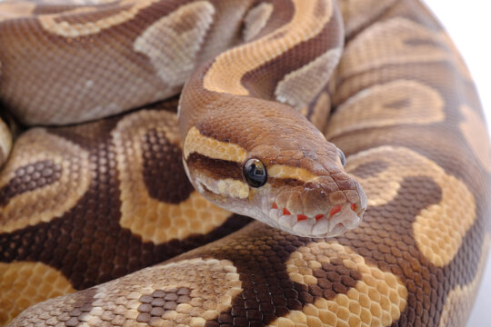 snake ball python ,White and brown juvenile, reptile