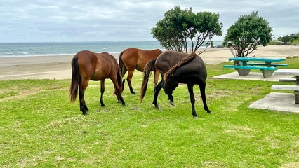 horses and foal grazing on the Ahipara beach front
