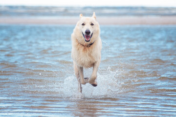 Happy swiss Shepherd pet dog running toward camera on the beach