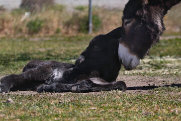 A baby donkey and its mother