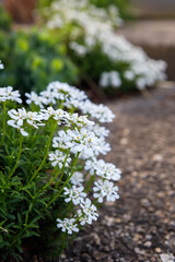 White candytuft flowers on concrete steps in a garden in bloom in springtime