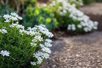 White candytuft flowers on concrete steps in a garden in bloom in springtime
