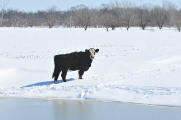 cow in the snow