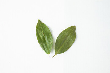 Coca leaves on white background