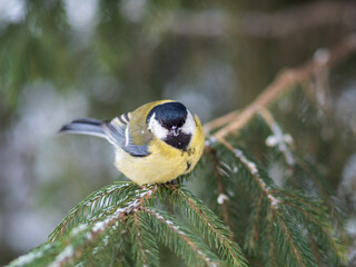 Cute bird Great tit, songbird sitting on the fir branch with snow in winter