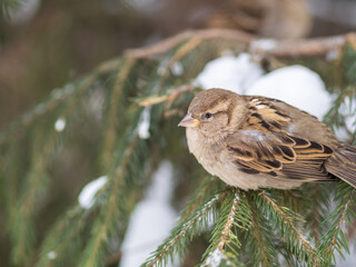 Sparrow sits on a fir branch with snow in winter