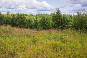 Obraz premium Beautiful landscape of the Russian North in the leningrad region Summer landscape cloudy sky and blooming Ivan-tea in the Leningrad region.