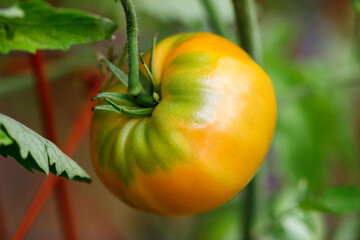 Yellow and green heirloom Kellogg's Breakfast tomato ripening on the vine in a home suburban garden