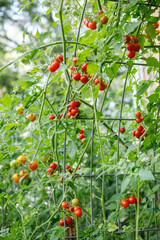 Fresh red organic vine ripened cherry tomatoes growing on an arched cattle panel trellis in a...