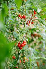Fresh red organic vine ripened cherry tomatoes growing on an arched cattle panel trellis in a...