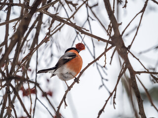 Bullfinch sits on a branch and eats small red apples. The Eurasian or common bullfinch, pyrrhula pyrrhula