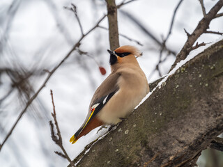 Bohemian waxwing, Latin name Bombycilla garrulus, sitting on the branch with snow in winter or early spring day. The waxwing, a beautiful tufted bird, sits on a branch without leaves.