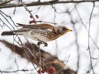 Fieldfare sitting on the bush and feeding on wild red apples in winter or early spring time.