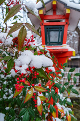 Fototapeta na wymiar 日本の冬・南天に降り積もる雪