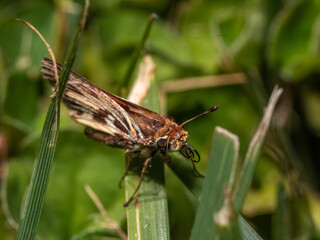 Hylephila fasciolata, hesperia de pasto, saltarina amarilla
